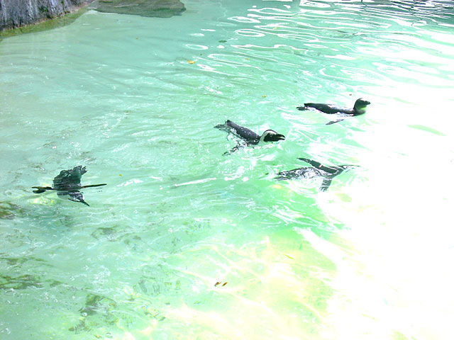 �y���M���ʐ^�@���𑜓x�ʐ^�f��