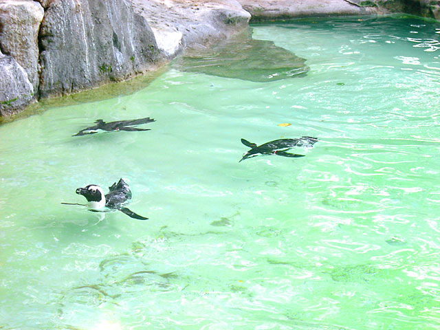 �y���M���ʐ^�@���𑜓x�ʐ^�f��