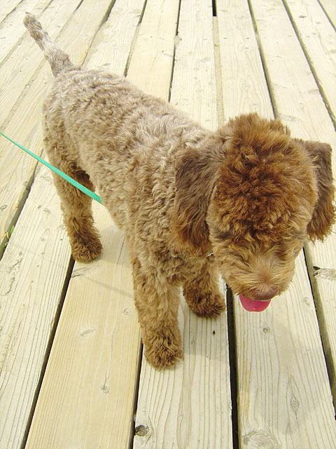 ���ʐ^�f��