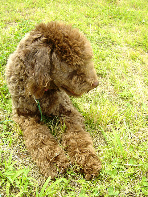 ���ʐ^�f��