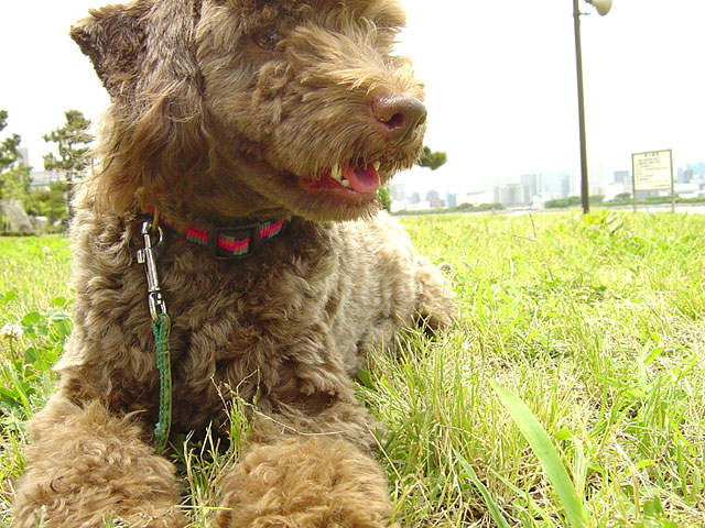 ���ʐ^�f��