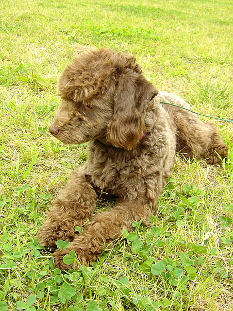 �g�C�v�[�h���ʐ^�f��