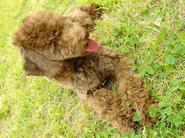 �g�C�v�[�h���ʐ^�f��