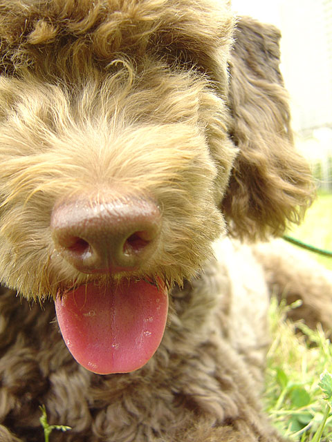 �g�C�v�[�h���ʐ^�f��