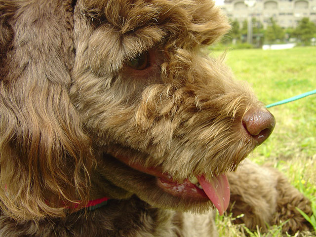 �g�C�v�[�h���ʐ^�f��