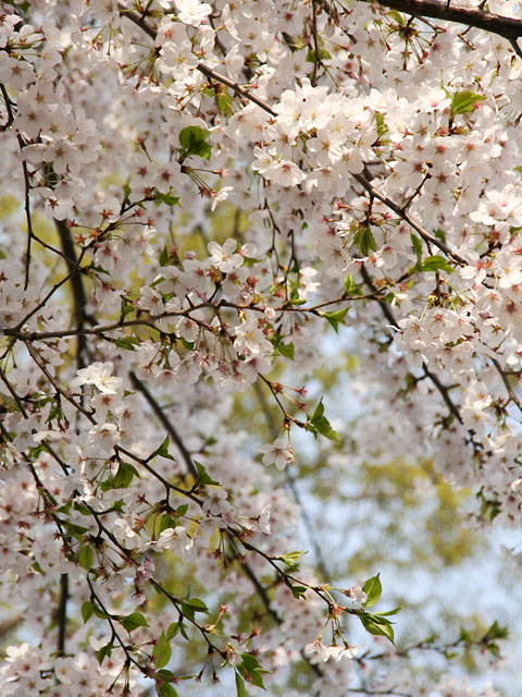 ���i�T�N���j�ʐ^�f��