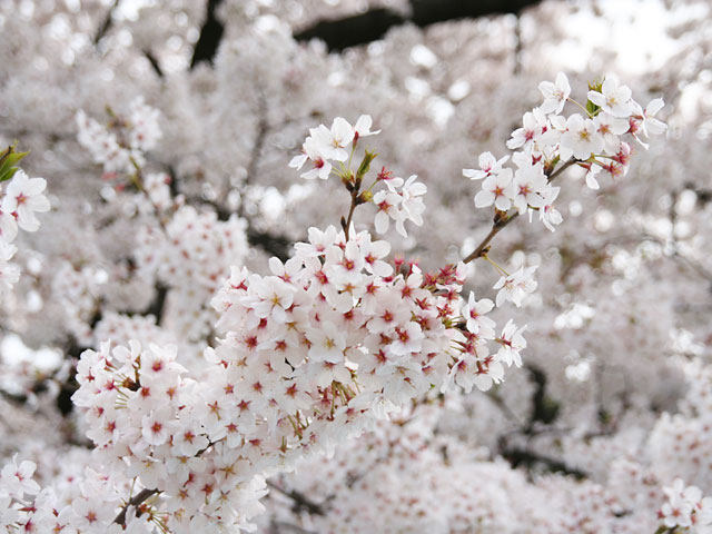 ���i�T�N���j�ʐ^�f��