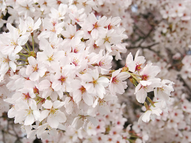 ���i�T�N���j�ʐ^�f��