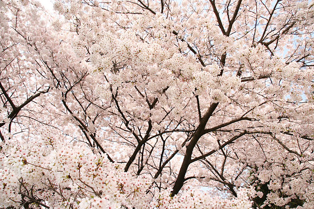 ���i�T�N���j�ʐ^�f��