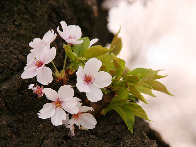 ���i�T�N���j�ʐ^�f��