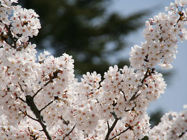 ���i�T�N���j�ʐ^�f��