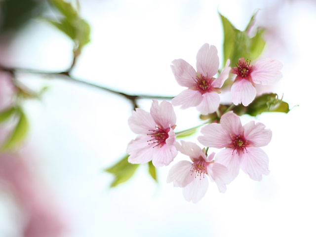 ���i�T�N���j�ʐ^�f��