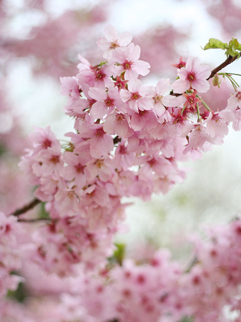 ���i�T�N���j�ʐ^�f��