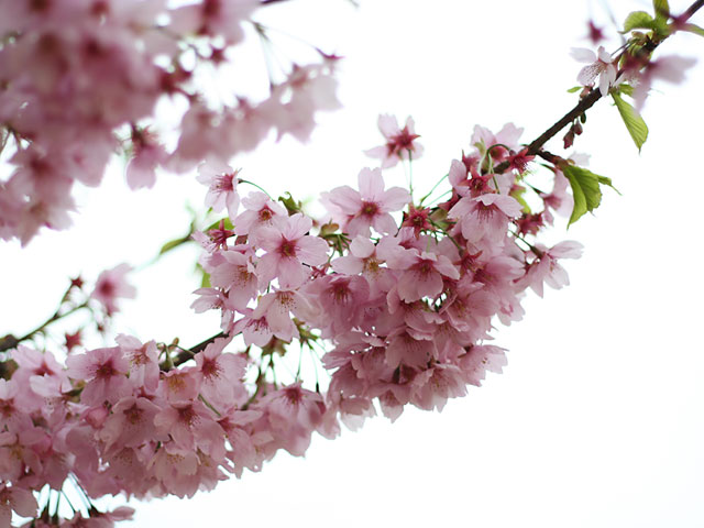 ���i�T�N���j�ʐ^�f��