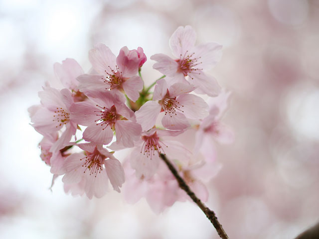 ���i�T�N���j�ʐ^�f��