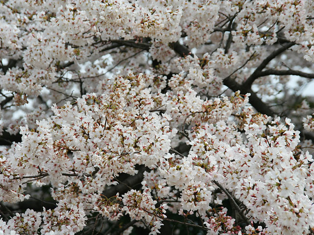 ���i�T�N���j�ʐ^�f��