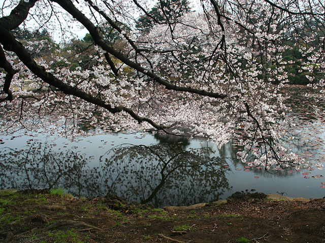 ���i�T�N���j�ʐ^�f��