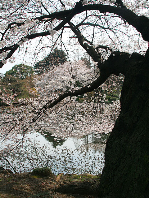 ���i�T�N���j�ʐ^�f��