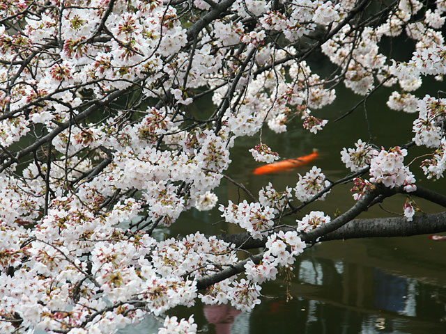 ���i�T�N���j�ʐ^�f��