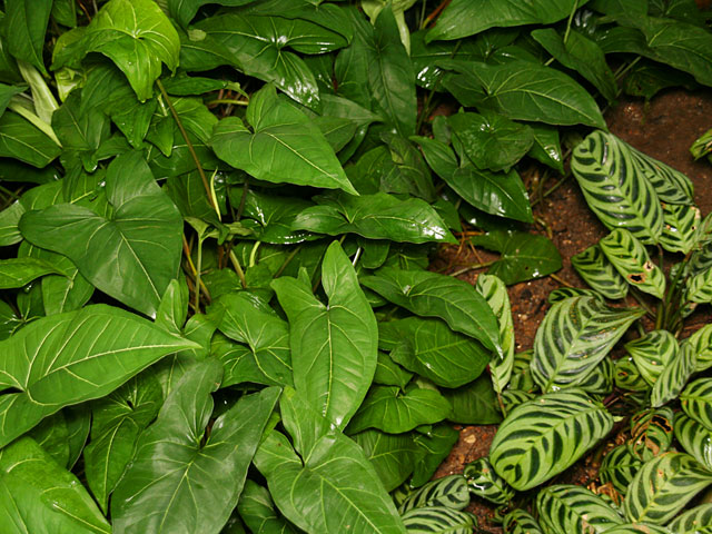 ���؎ʐ^�f��