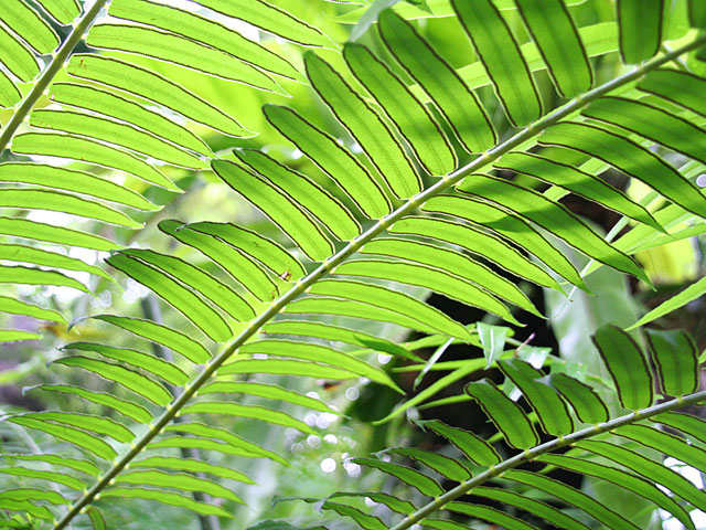 ���؎ʐ^�f��