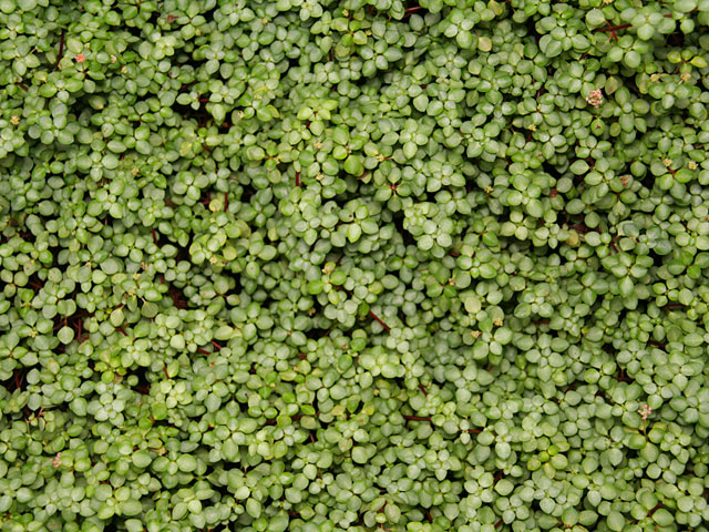 ���؎ʐ^�f��