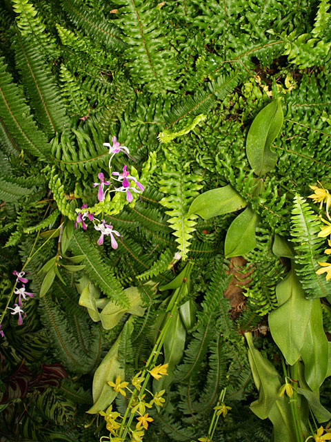 ���؎ʐ^�f��