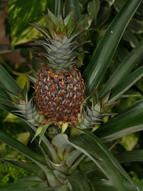 ���؎ʐ^�f��