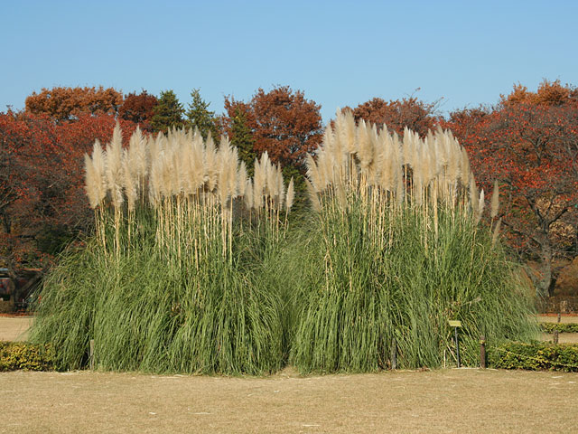 ���؎ʐ^�f��