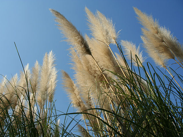 ���؎ʐ^�f��