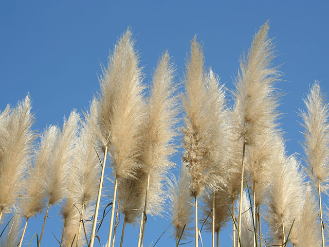 ���؎ʐ^�f��