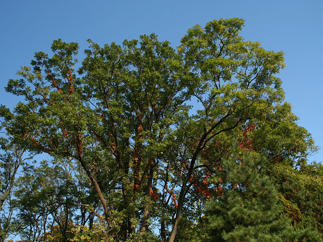 ���؎ʐ^�f��