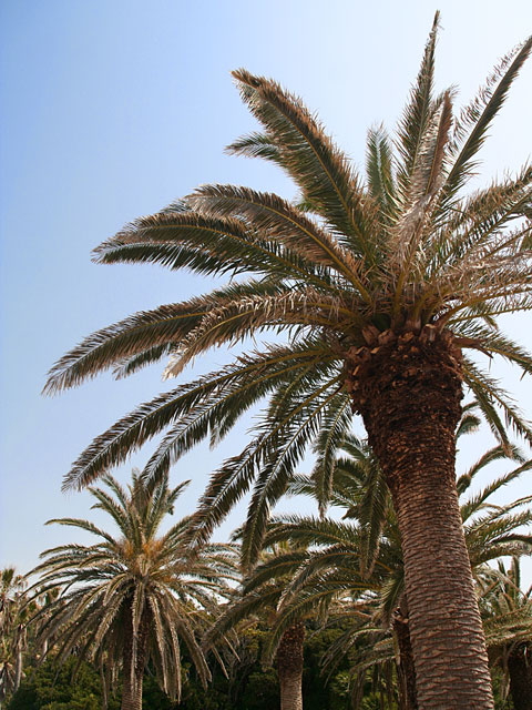 ���؎ʐ^�f��