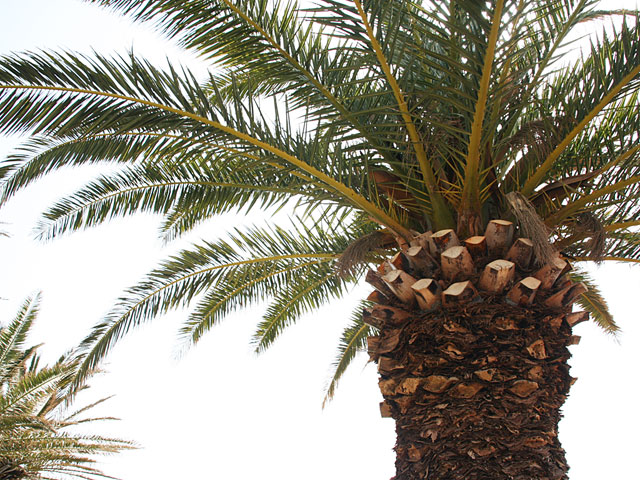 ���؎ʐ^�f��