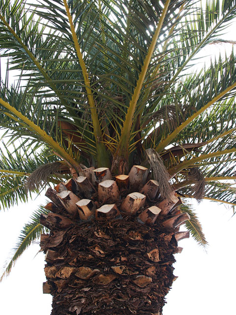 ���؎ʐ^�f��