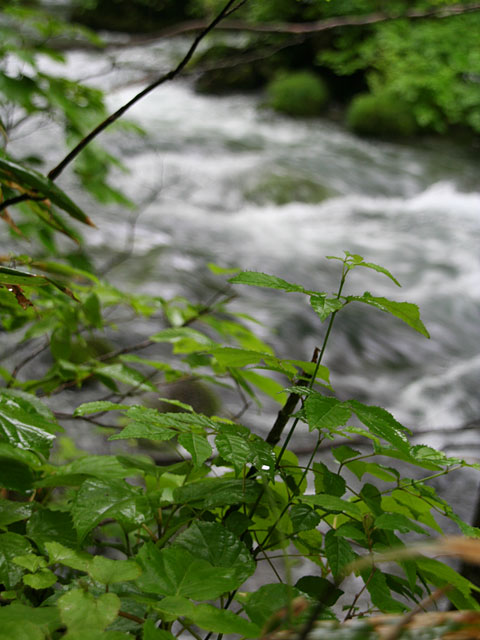 ���؎ʐ^�f��