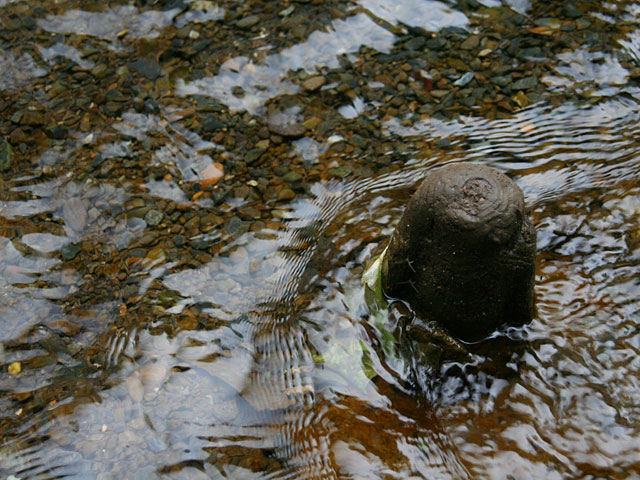 ���؎ʐ^�f��