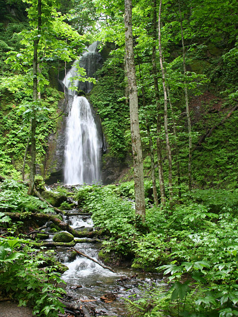 ���؎ʐ^�f��