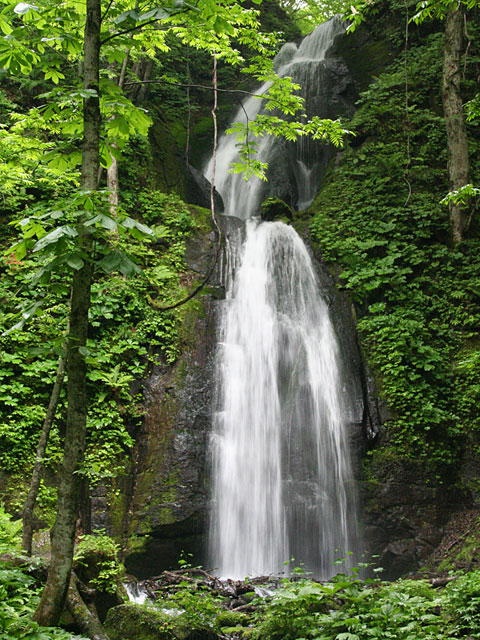 ���؎ʐ^�f��