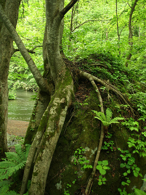 ���؎ʐ^�f��