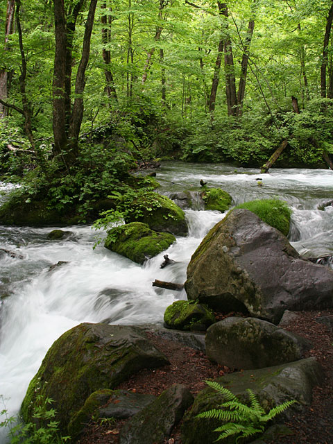 ���؎ʐ^�f��