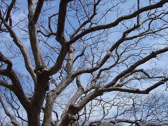 ���؎ʐ^�f��