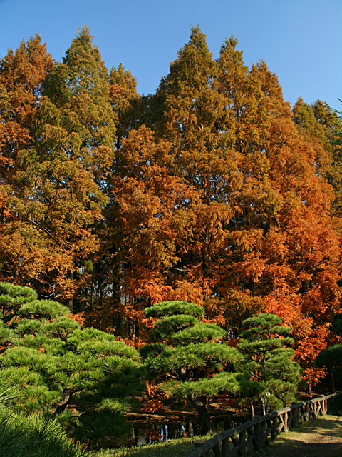 �g�t�@�@���𑜓x�ʐ^�f��