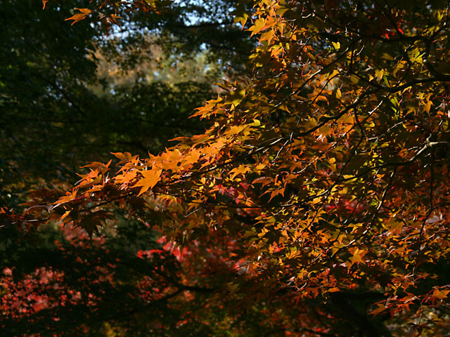 �g�t�@�@���𑜓x�ʐ^�f��