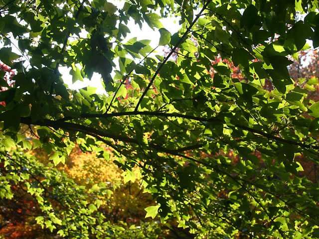 �g�t�@�@���𑜓x�ʐ^�f��