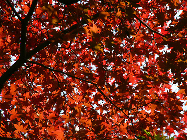 �g�t�@�@���𑜓x�ʐ^�f��