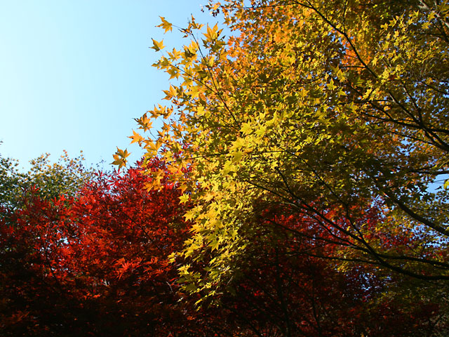 �g�t�@�@���𑜓x�ʐ^�f��