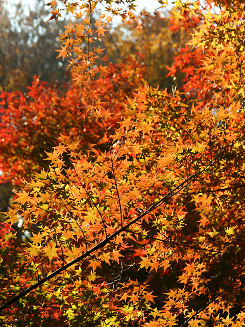 �g�t�@�@���𑜓x�ʐ^�f��