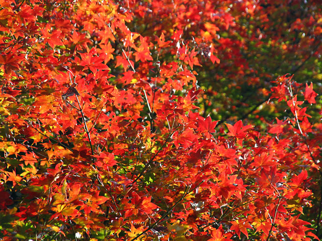 �g�t�ʐ^�f��