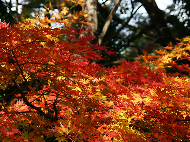 �g�t�ʐ^�f��